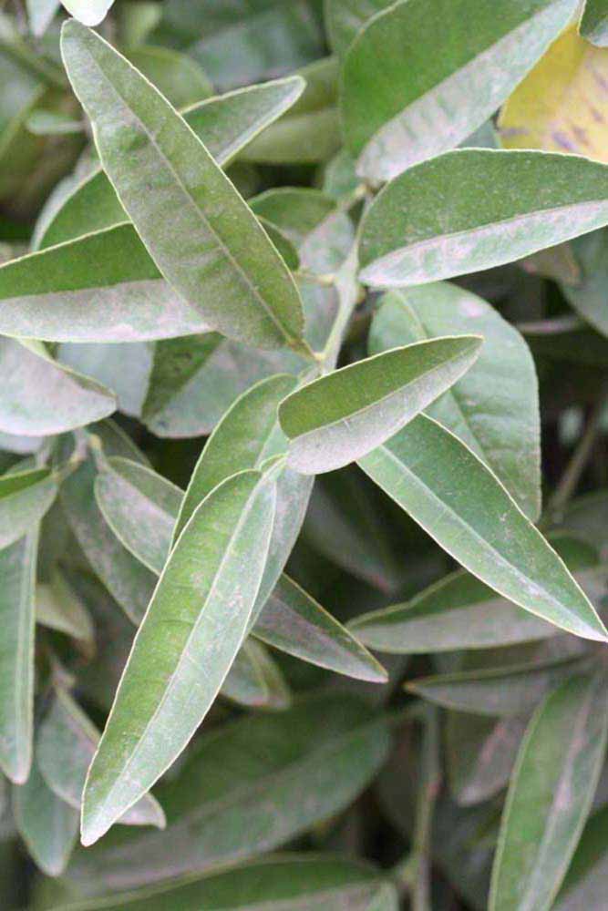              Sun leaves (Riverside, CA)       